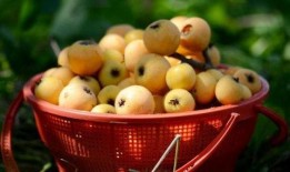 莆田最新爆料摘枇杷,最新爆料带你体验摘果乐趣”